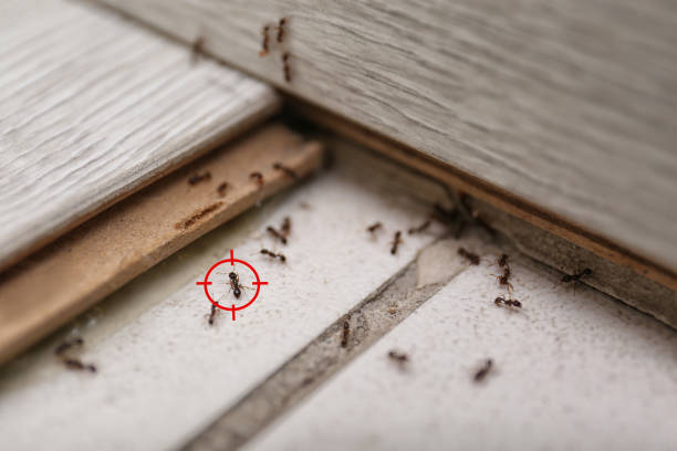 Best Best Pest Control Companies  in Itta Bena, MS