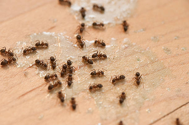 Best Residential Pest Control  in Itta Bena, MS
